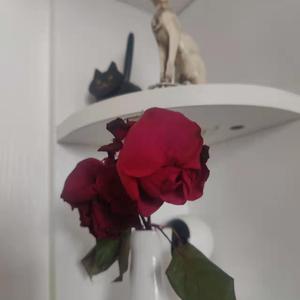 跪床上去自己把屁股扒开视频
